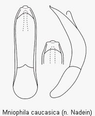 mniophila_caucasica.gif