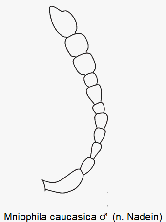 mniophila_caucasica_m_f.gif