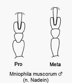 mniophila_muscorum_m_tarsen.gif