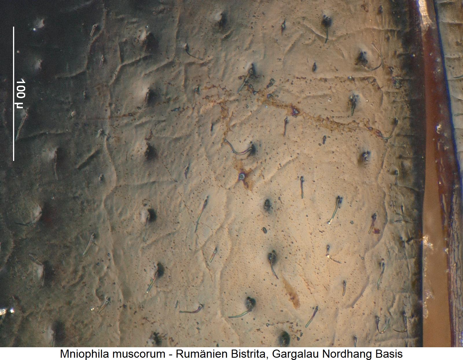 mniophila_muscorum_ms.jpg