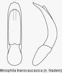 mniophila_transcaucasica.gif