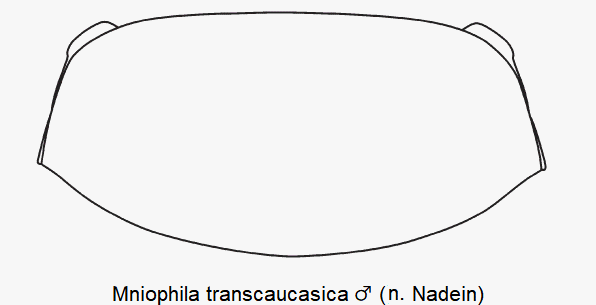 mniophila_transcaucasica_m_hsch.gif