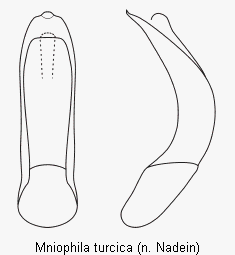 mniophila_turcica.gif