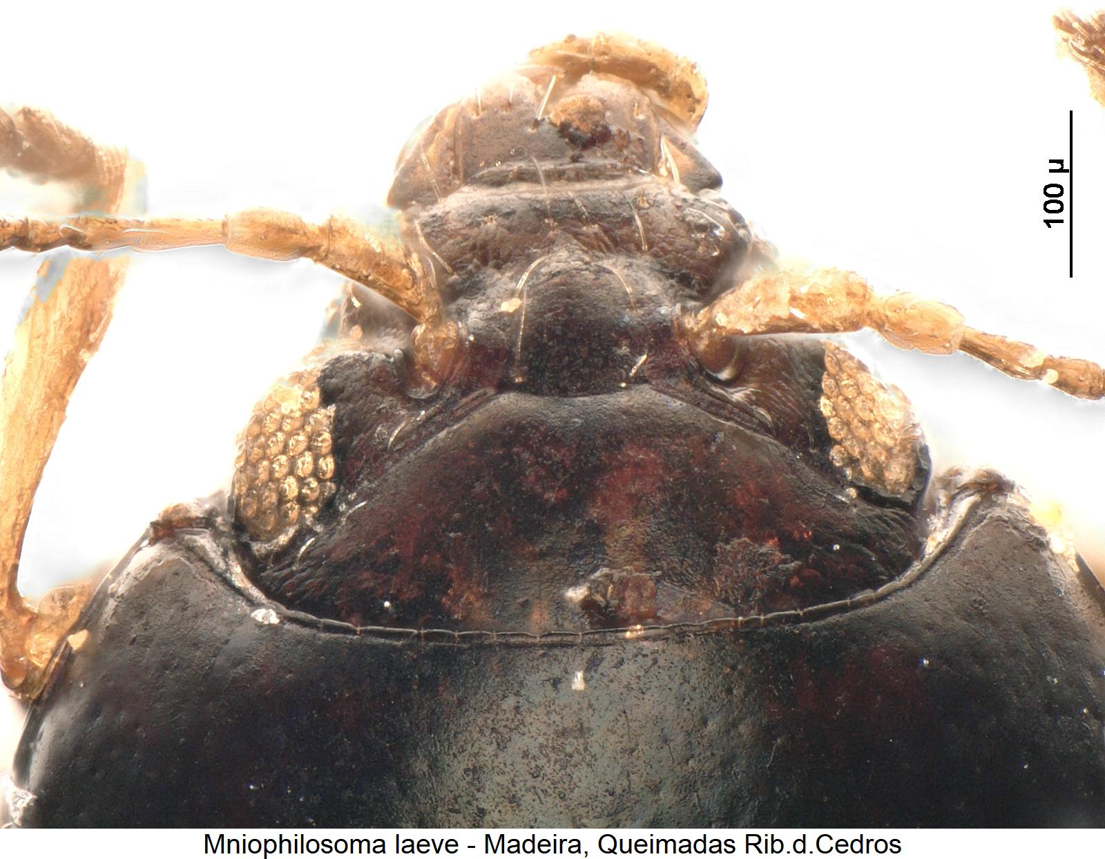 mniophilosoma_laeve_k.jpg