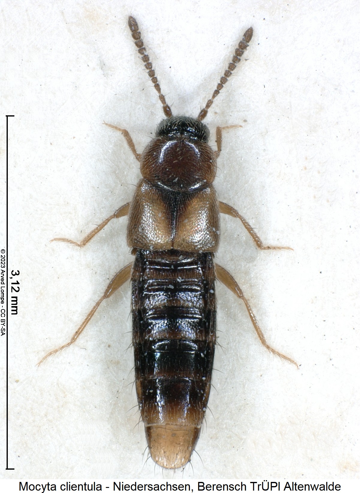mocyta_clientula_hab1.jpg