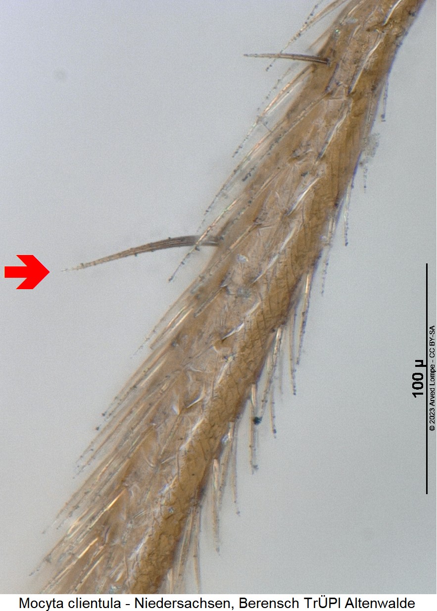mocyta_clientula_mschn.jpg