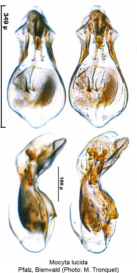 mocyta_lucida.jpg