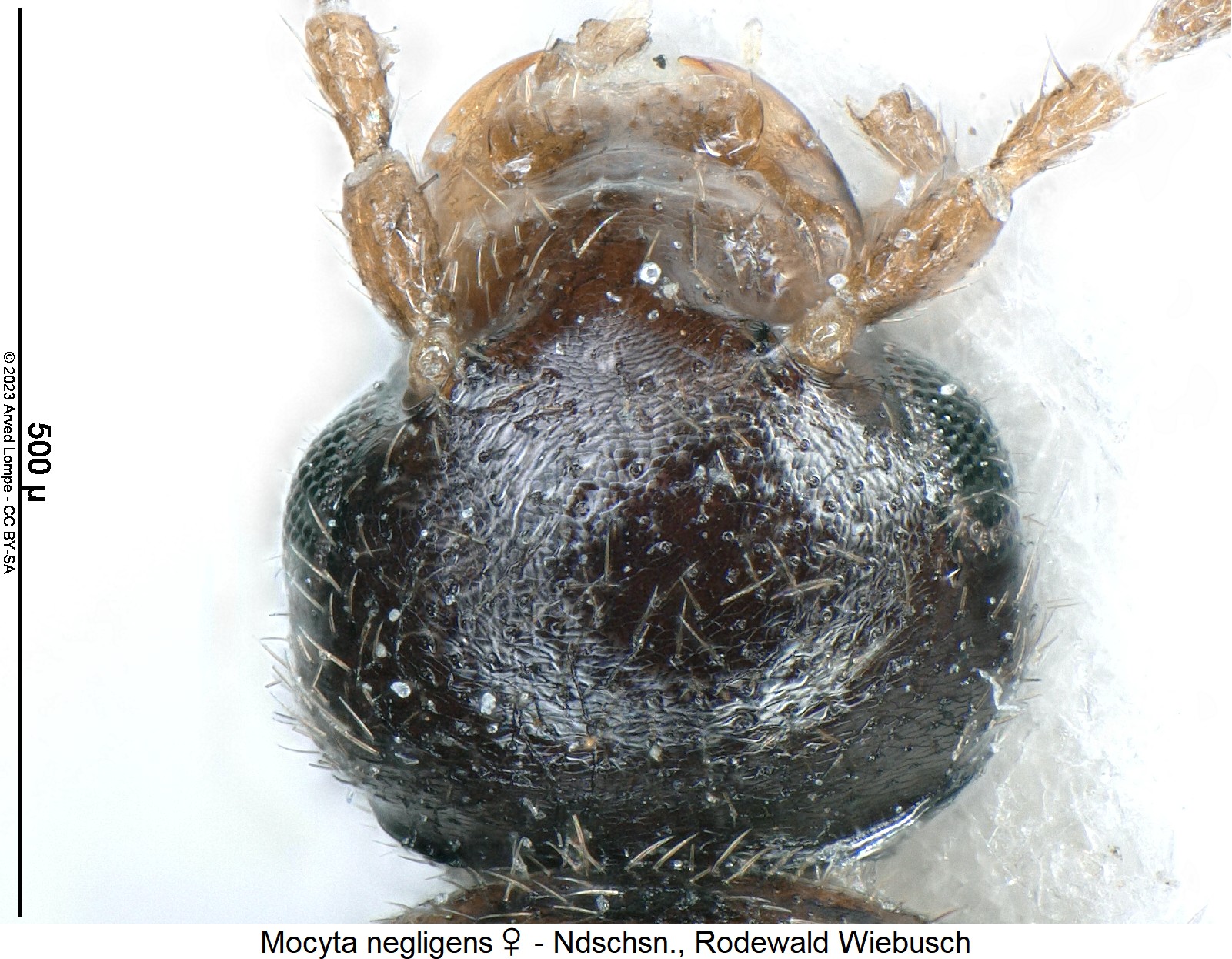 mocyta_negligens_w_k1.jpg