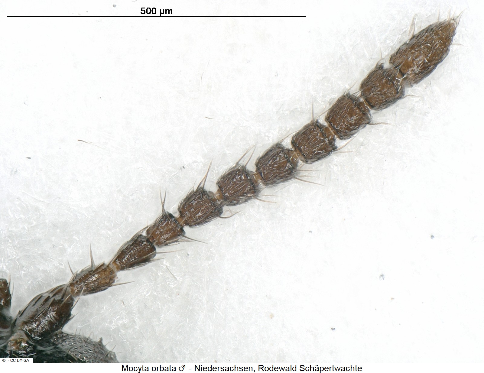 mocyta_orbata_m_ck27648009_f.jpg