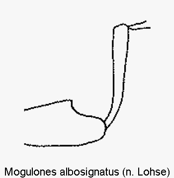 mogulones_albosignatus_vb.gif