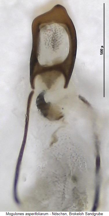 mogulones_asperifoliarum.jpg