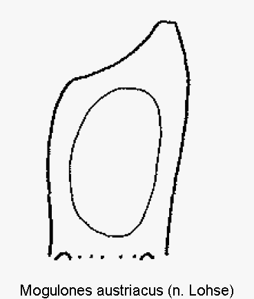 mogulones_austriacus.gif