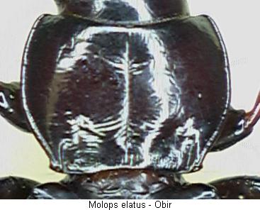 molops_elatus_hsch.jpg