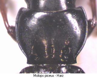 molops_piceus_hsch.jpg