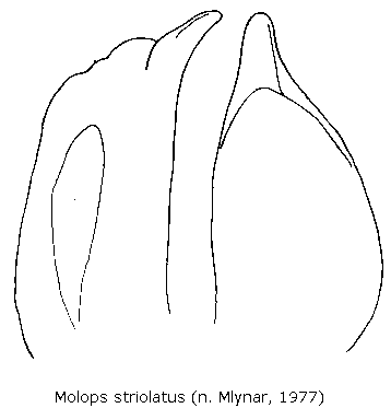 molops_striolatus.gif