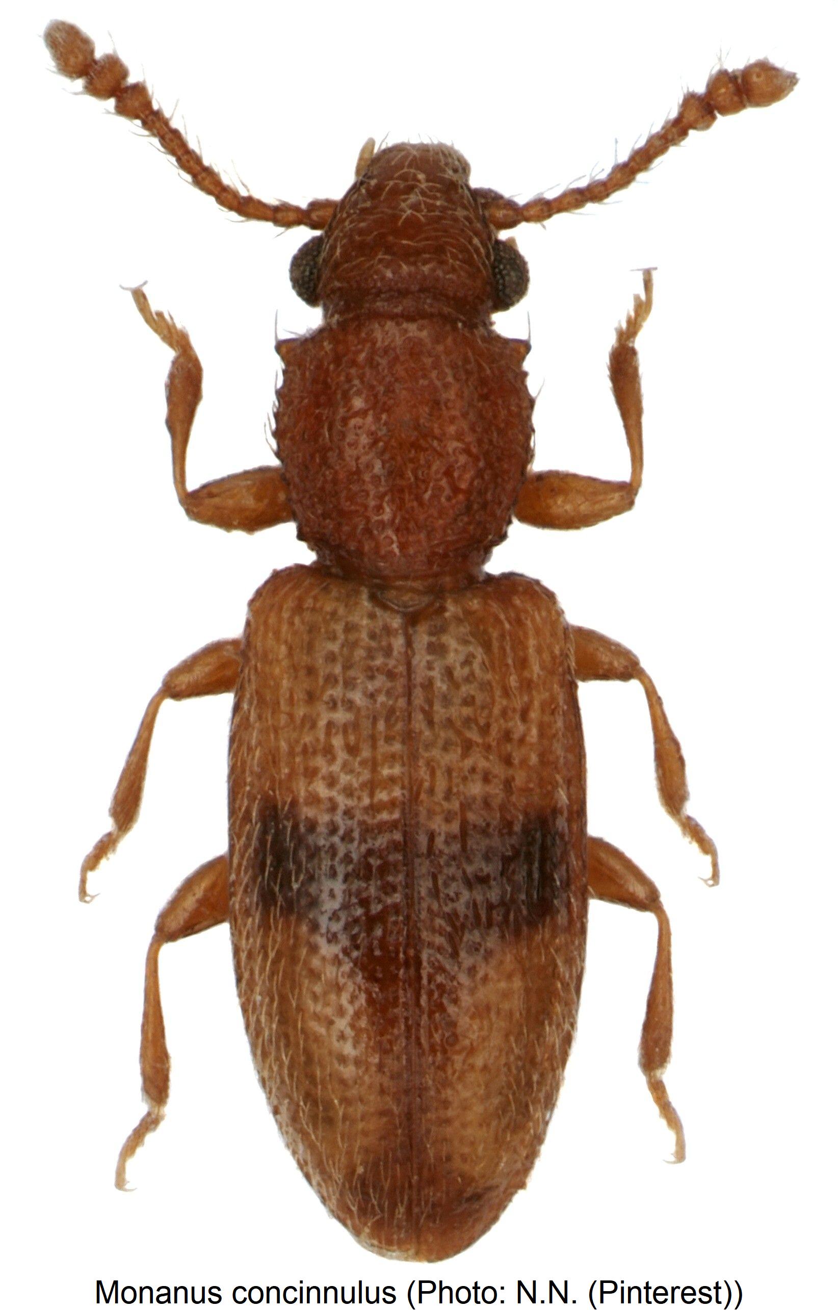 monanus_concinnulus_hab.jpg