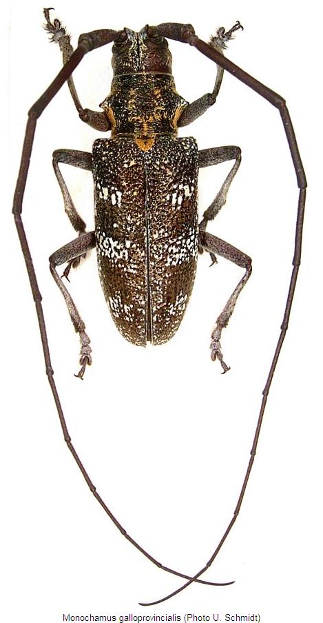 monochamus_galloprovincialis_hab.jpg