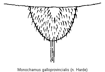 monochamus_galloprovincialis_sch.gif