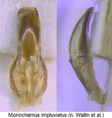 monochamus_impluviatus.jpg