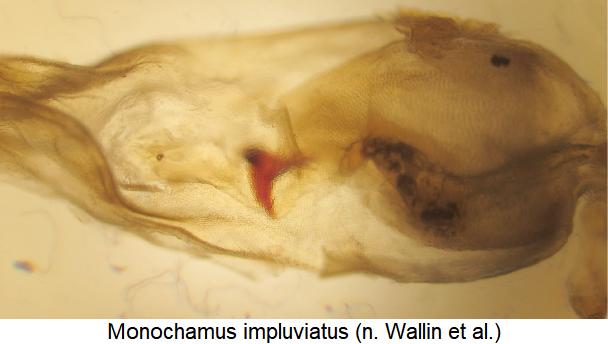 monochamus_impluviatus_pc.jpg