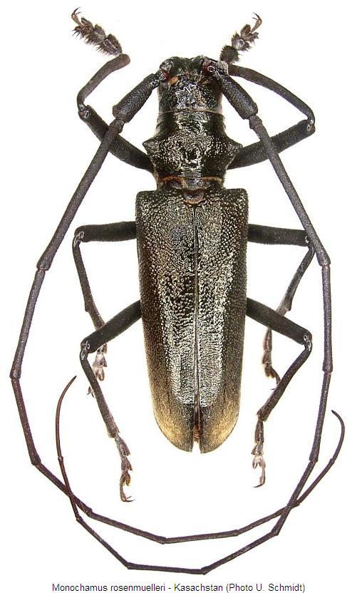 monochamus_rosenmuelleri_hab.jpg