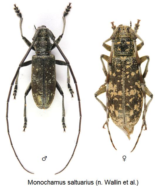 monochamus_saltuarius_hab.jpg