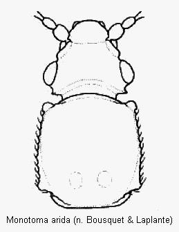 monotoma_arida_vk.gif