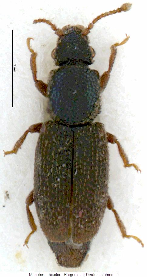 monotoma_bicolor_hab.jpg