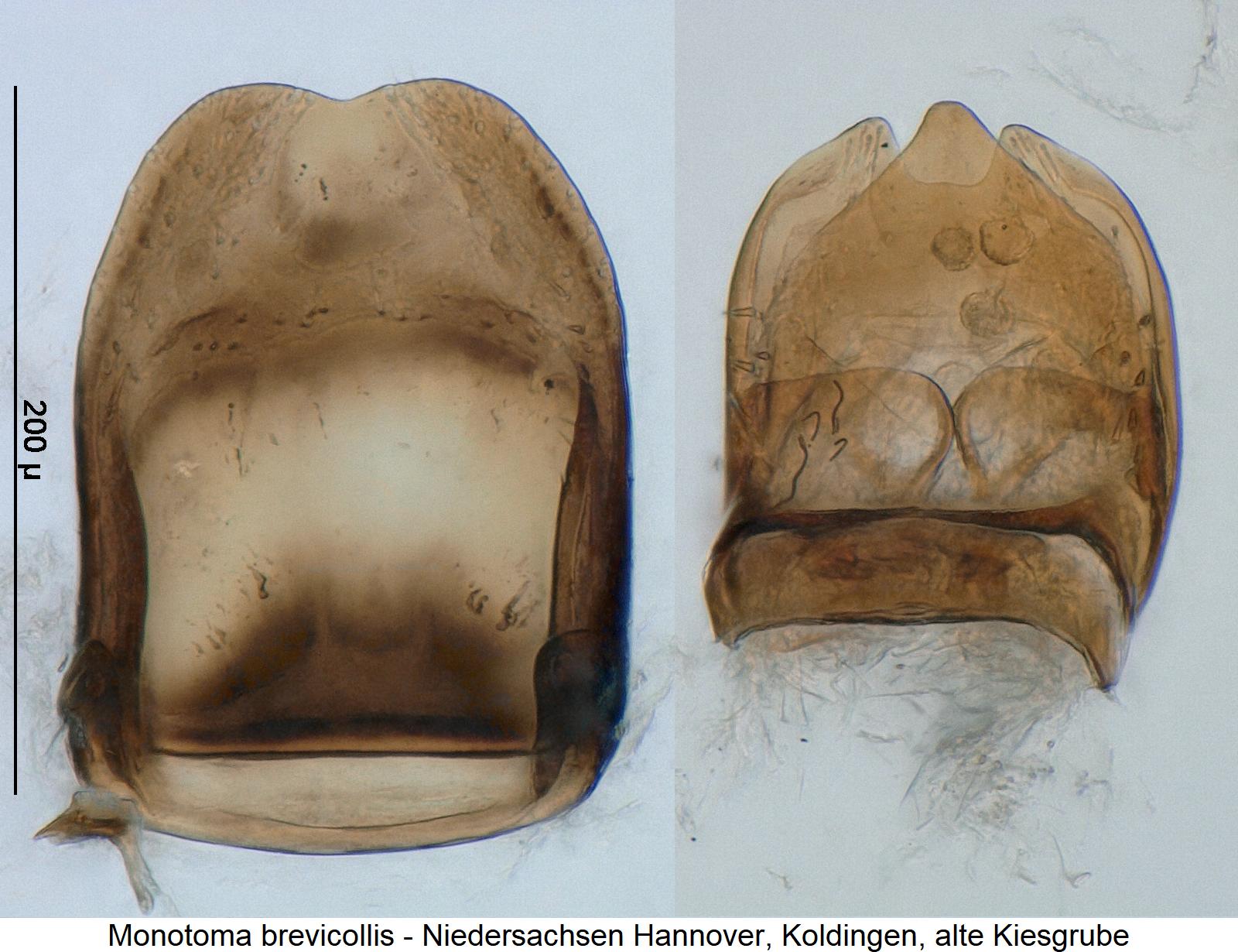 monotoma_brevicollis2.jpg