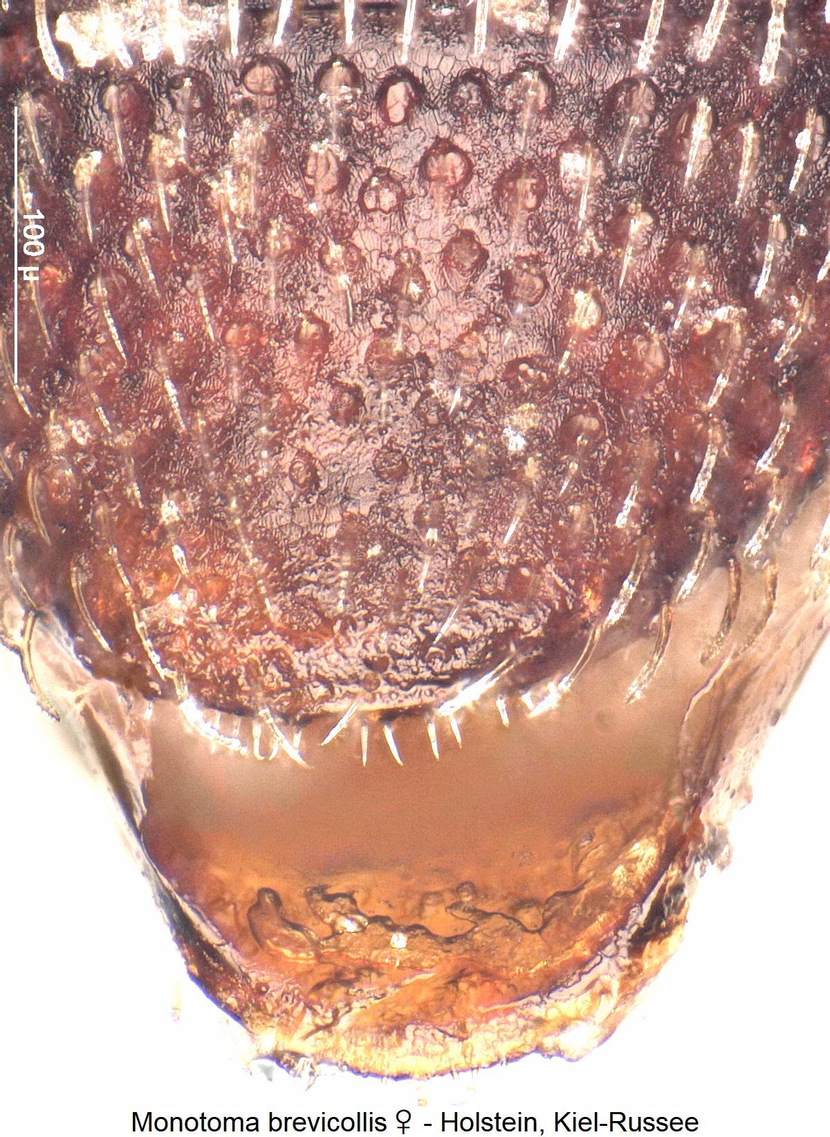 monotoma_brevicollis_w_ster.jpg