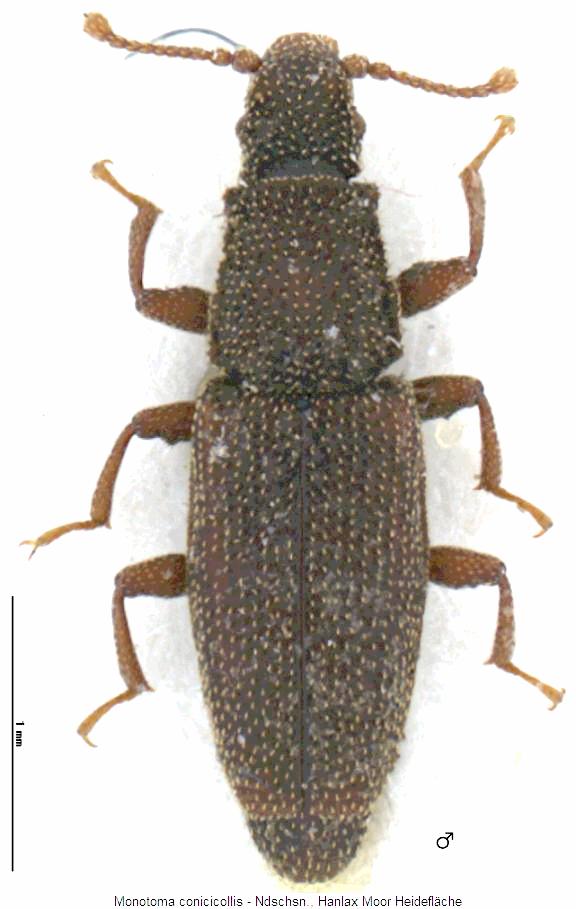 monotoma_conicicollis_hab.jpg