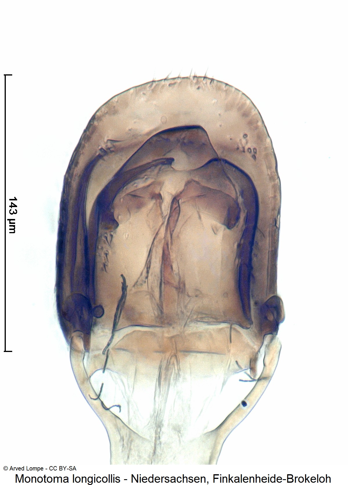monotoma_longicollis_ck36053147.jpg