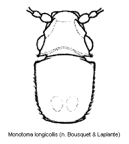 monotoma_longicollis_vk.gif