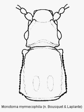 monotoma_myrmecophila_vk.gif