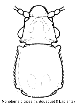 monotoma_picipes_vk.gif