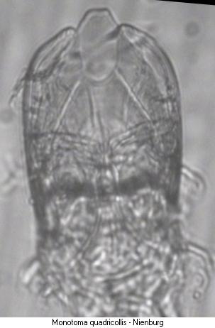 monotoma_quadricollis.jpg