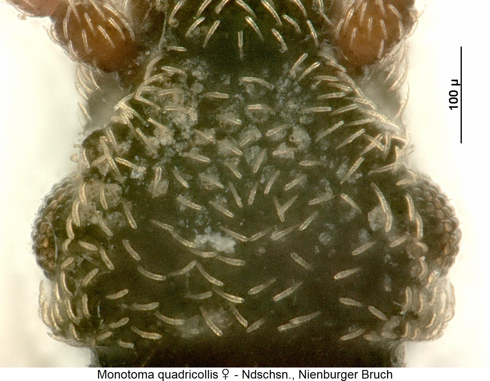 monotoma_quadricollis_w_k.jpg