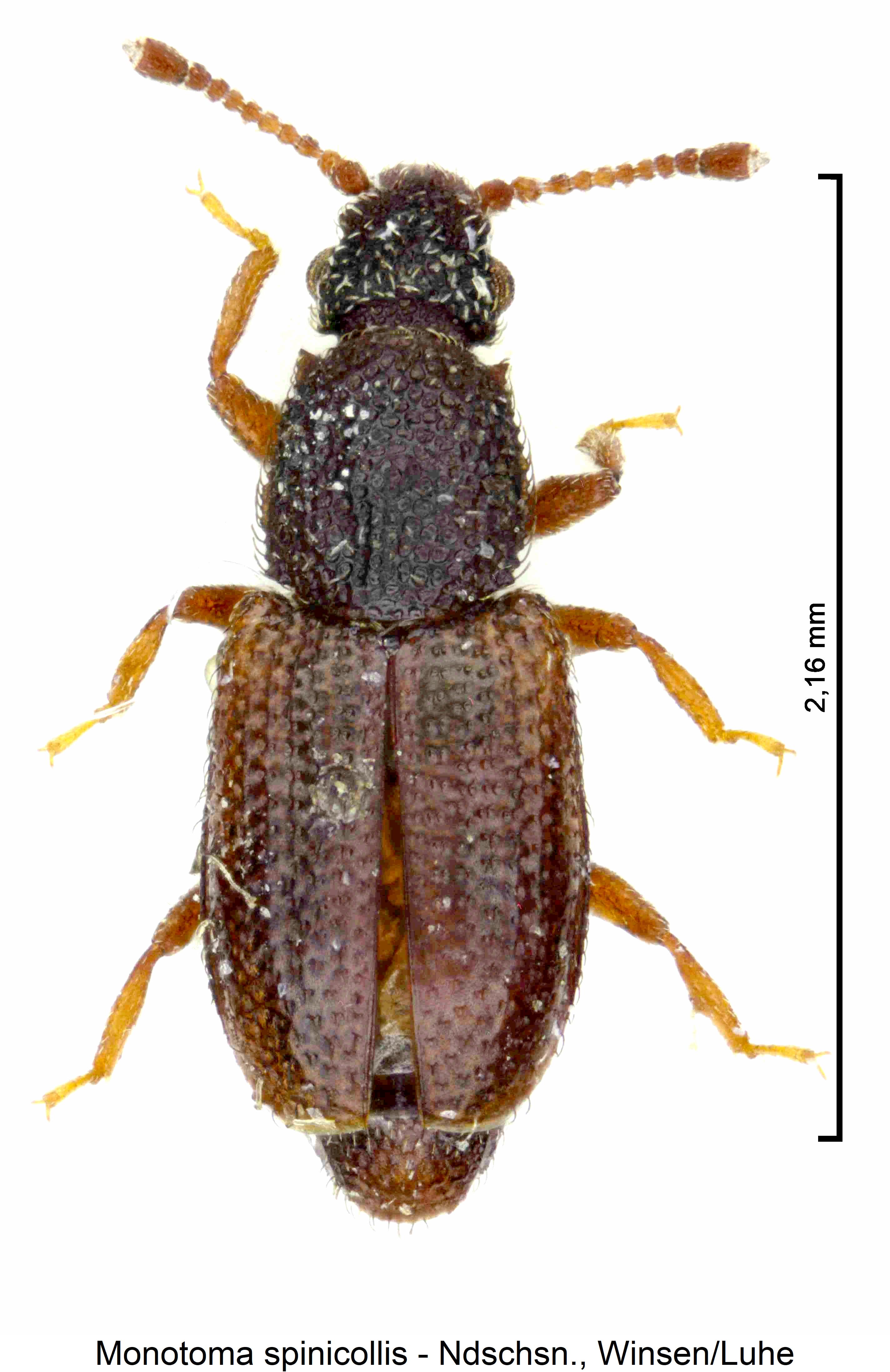 monotoma_spinicollis_hab.jpg