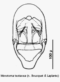 monotoma_testacea.gif