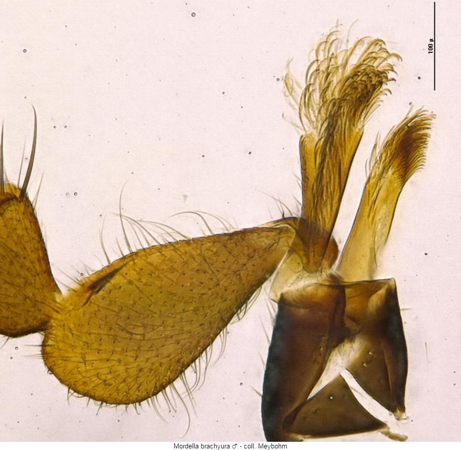 mordella_brachyura_m_ts.jpg