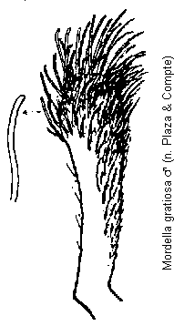 mordella_gratiosa_g.gif
