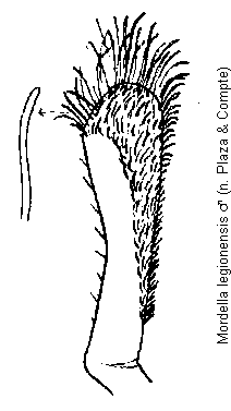 mordella_legionensis_g.gif