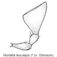 mordella_leucaspis_kfts.gif