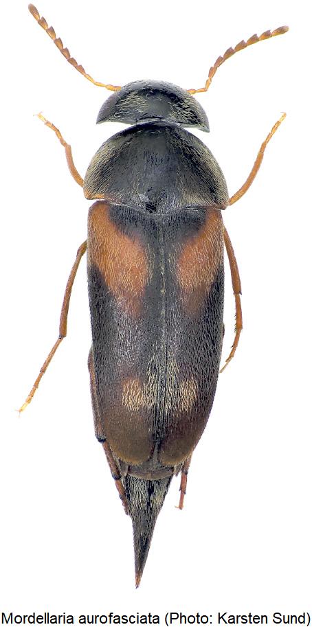 mordellaria_aurofasciata_hab.jpg