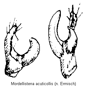 mordellistena_acuticollis_pm.gif