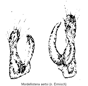 mordellistena_aertsi.gif