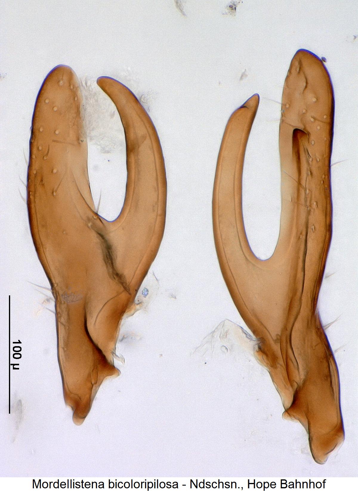 mordellistena_bicoloripilosa_pm1.jpg