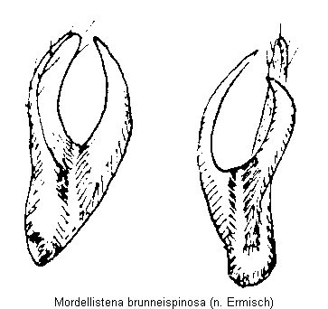 mordellistena_brunneispinosa.gif