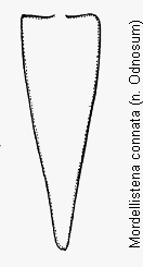 mordellistena_connata_pyg.gif