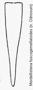 mordellistena_fuscogemellatoides_pyg.gif